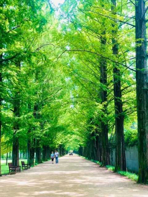 Đường cây thủy sam ở Damyang