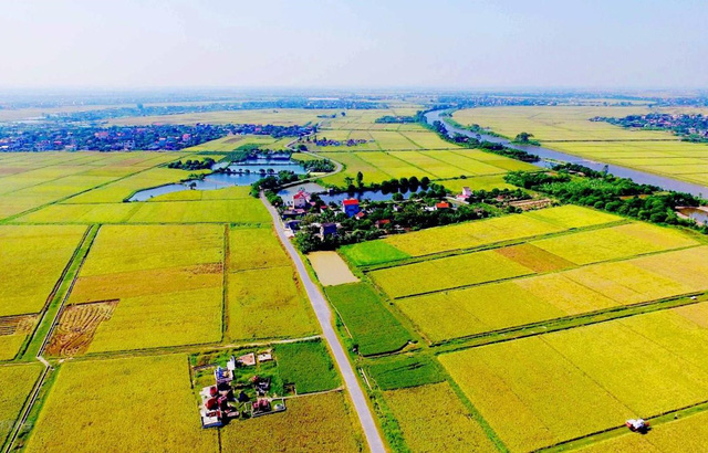 Chính phủ yêu cầu hạn chế chuyển đổi đất chuyên trồng lúa nước sang đất phi nông nghiệp. Ảnh minh hoạ