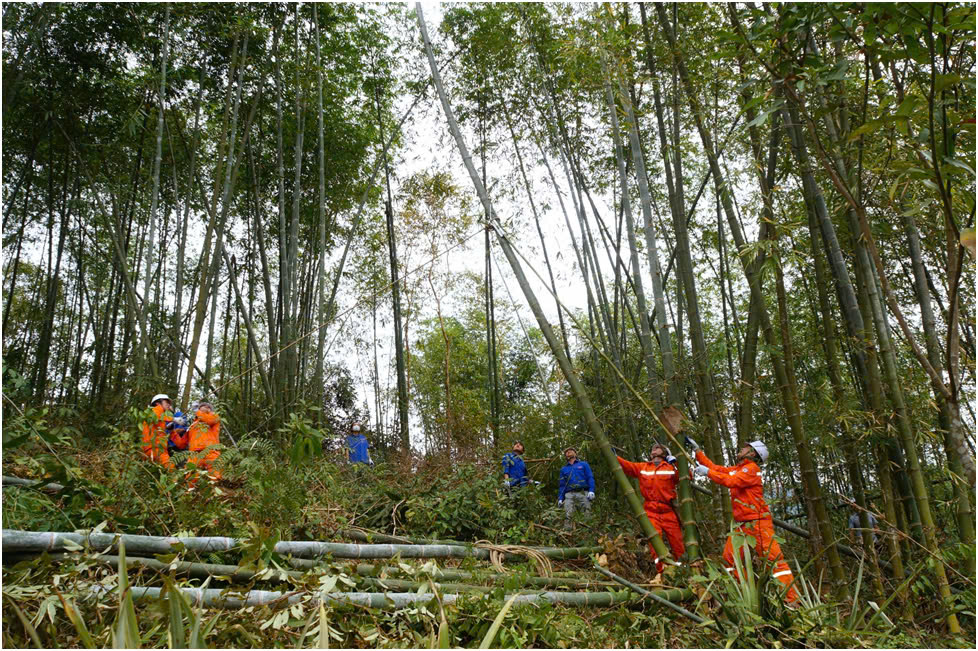 Trong năm 2024, Công ty Điện lực Thanh Hóa phối hợp chặt chẽ với chính quyền, tổ chức đoàn thể và nhân dân các địa phương tổ chức nhiều đợt ra quân giải phóng hành lang an toàn lưới điện.