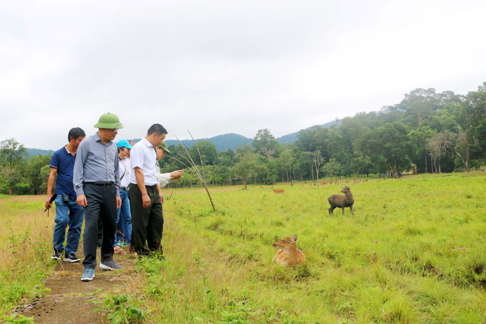 Khu nuôi thả động vật bán hoang dã của Vườn quốc gia Kon Ka Kinh.