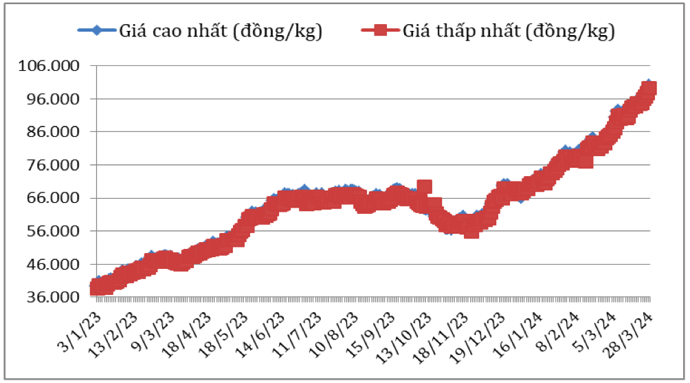 Diễn biến giá cà phê Robusta tại thị trường nội địa năm 2023 – 2024. Nguồn: Cục XNK
