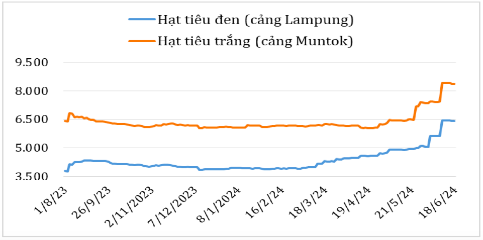 Diễn biến giá hạt tiêu đen và hạt tiêu trắng xuất khẩu của In-đô-nê-xi-a từ tháng 8/2023 đến nay (ĐVT: USD/tấn). Nguồn: Cục XNK 
