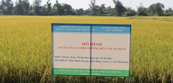 Mô hình sản xuất lúa theo hướng hữu cơ tại xã Cẩm Bình, huyện Cẩm Xuyên, tỉnh Hà Tĩnh