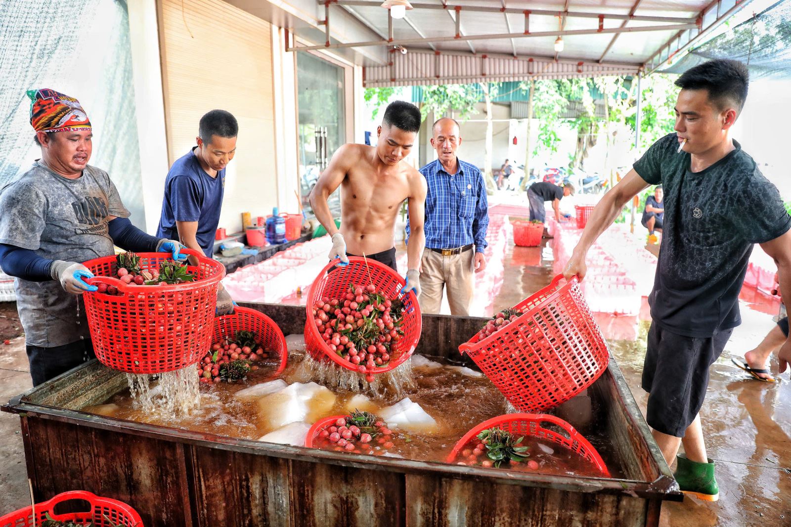 Vải thiều được nhúng vào nước đá làm lạnh trước khi đóng thùng.