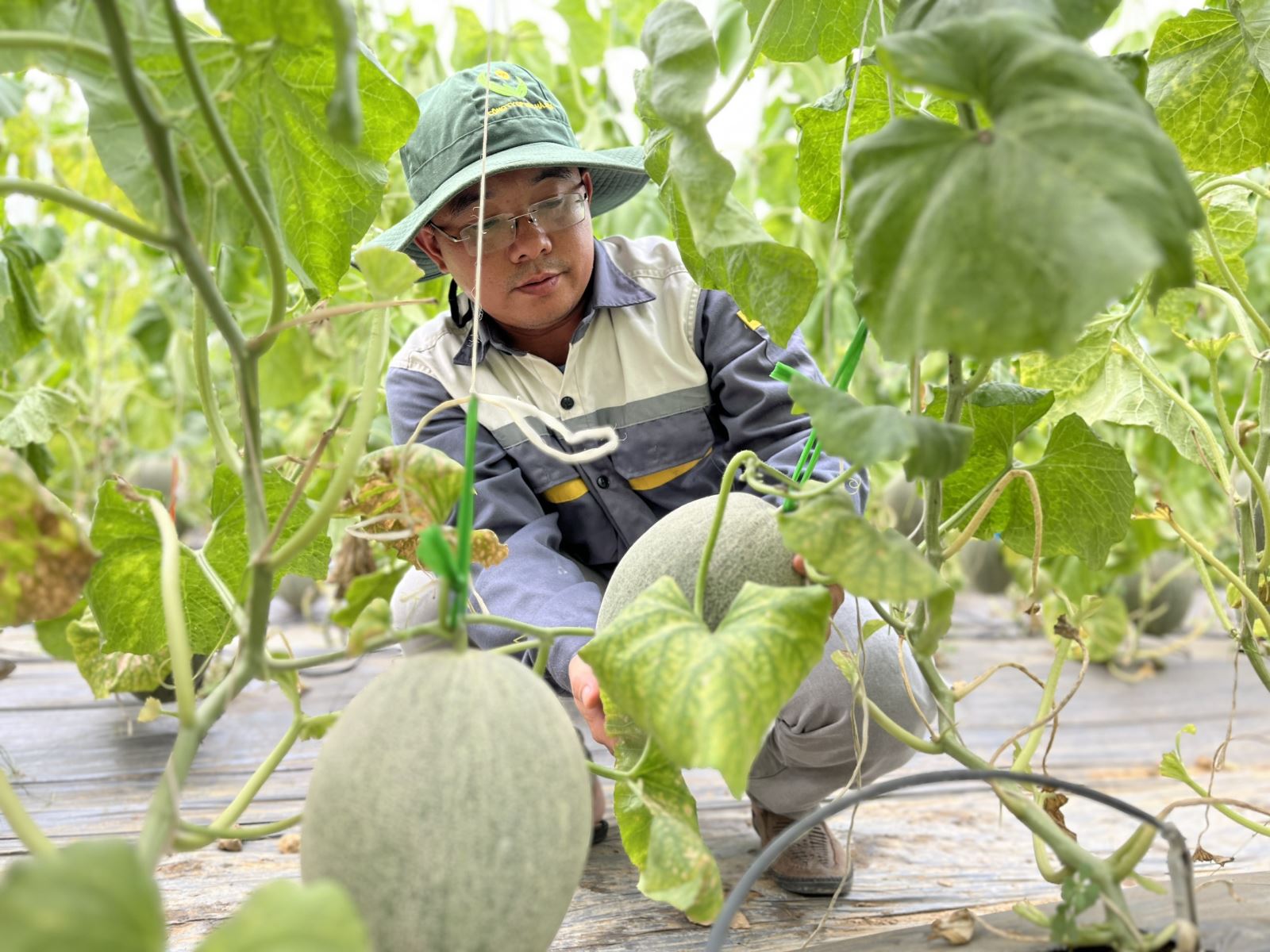 Từ hiệu quả của mô hình trồng dưa chuột Nhật Bản, cùng với sự khuyến khích, hỗ trợ 200 triệu đồng từ UBND huyện Nghi Lộc, Nghệ An anh Hội đã mạnh dạn vay thêm 3 tỷ đồng đầu tư thêm công nghệ, mở rộng quy mô nhà màng lên 5.000m2.