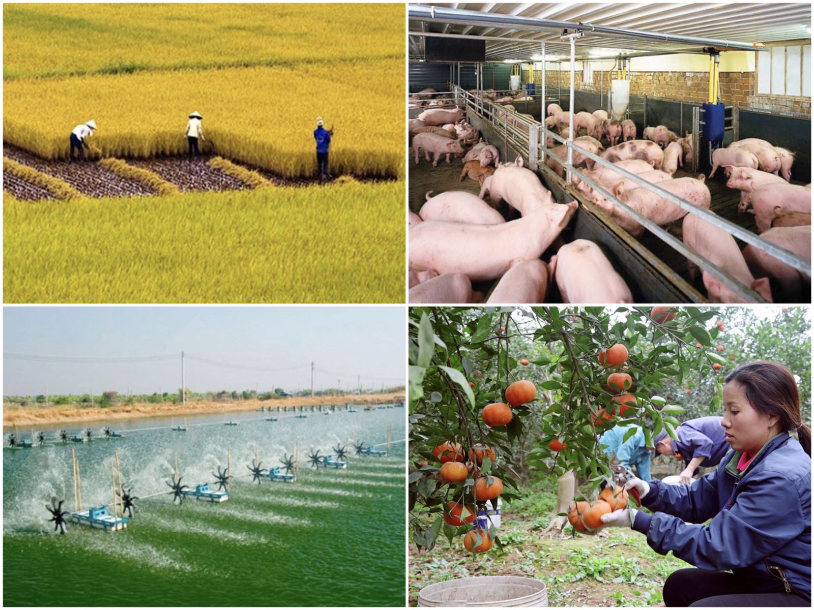 Giải pháp hỗ trợ nông dân phục hồi, phát triển nông nghiệp. Ảnh minh hoạ: KH