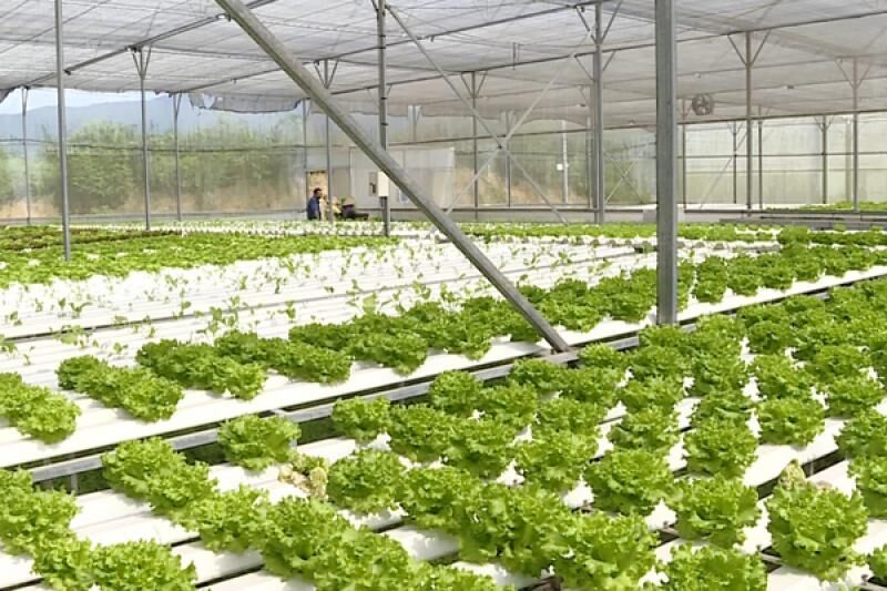 Thái Bình ứng dụng công nghệ để thúc đẩy nông nghiệp phát triển bền vững/Ảnh vietnamhoinhap