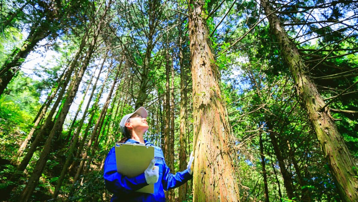 BCG Eco sẽ hoạt động chính trong lĩnh vực trồng rừng, chăm sóc rừng và ươm giống cây lâm nghiệp.