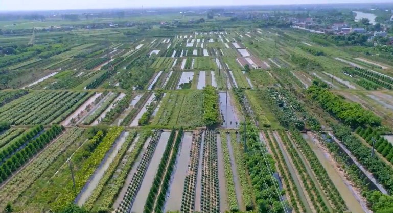 Vùng chuyển đổi diện tích lúa kém hiệu quả sang trồng hoa, cây cảnh xã Hồng Việt, huyện Đông Hưng mang lại hiệu quả kinh tế cao.