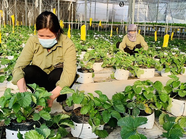 Mô hình trồng rau an toàn chất lượng cao tại xã Yên Mỹ.