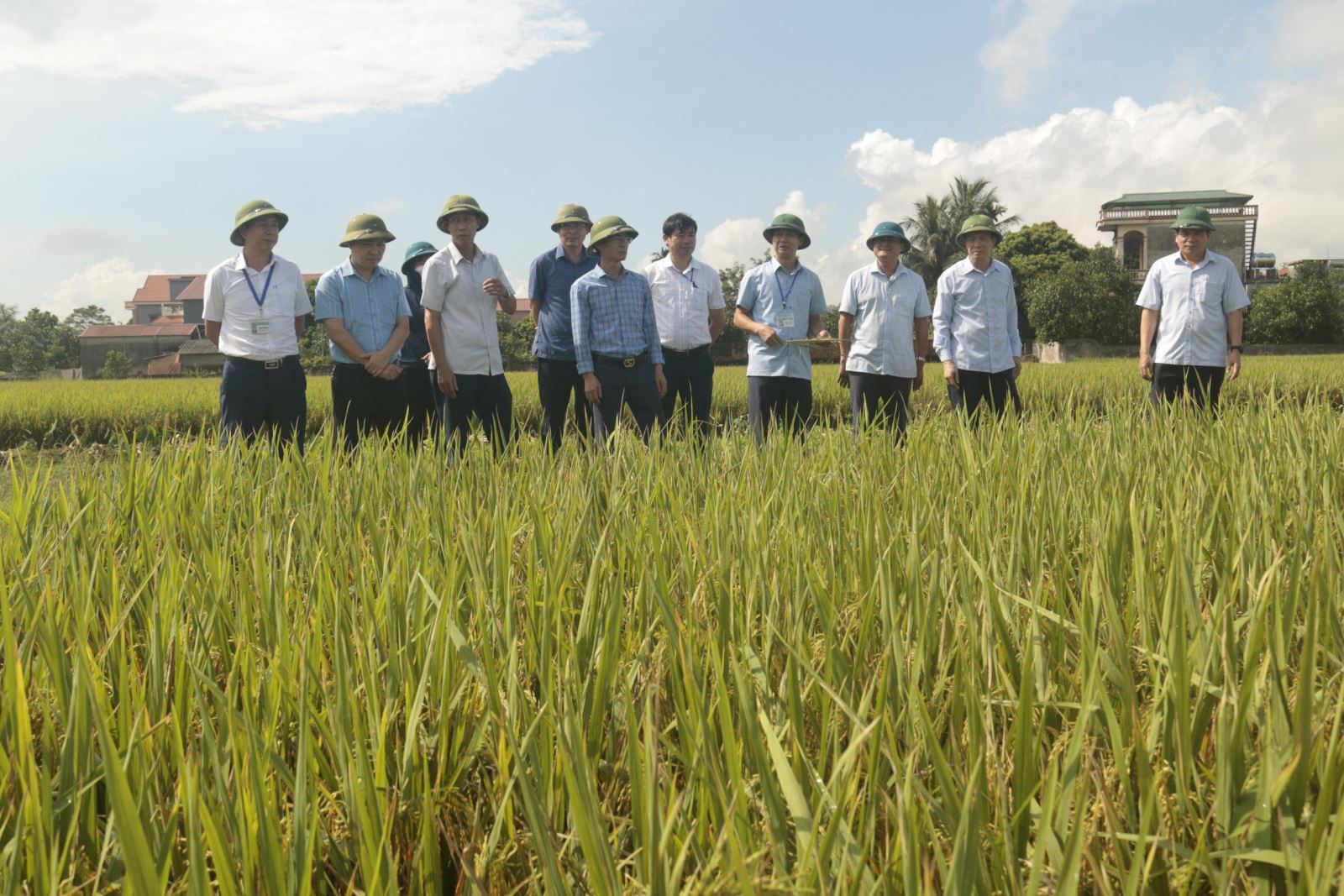 Thường trực Huyện ủy Nam Sách kiểm tra sản xuất lúa chuẩn bị bước vào vụ thu hoạch 