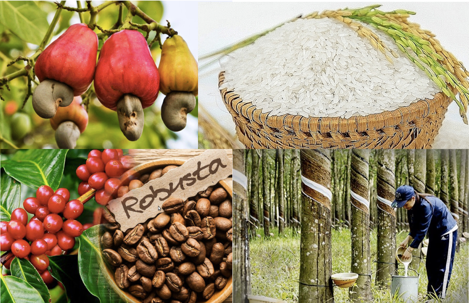 Trong hành trình phát triển nền nông nghiệp Việt Nam, khái niệm nông nghiệp thực chất ngày càng được nhắc đến nhiều hơn