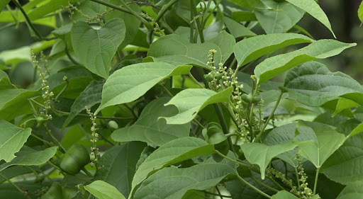 cây Sa chi chỉ cần khoảng 8 tháng là có thể thu hoạch, tuổi thọ cao và có giá trị bền vững vượt trội