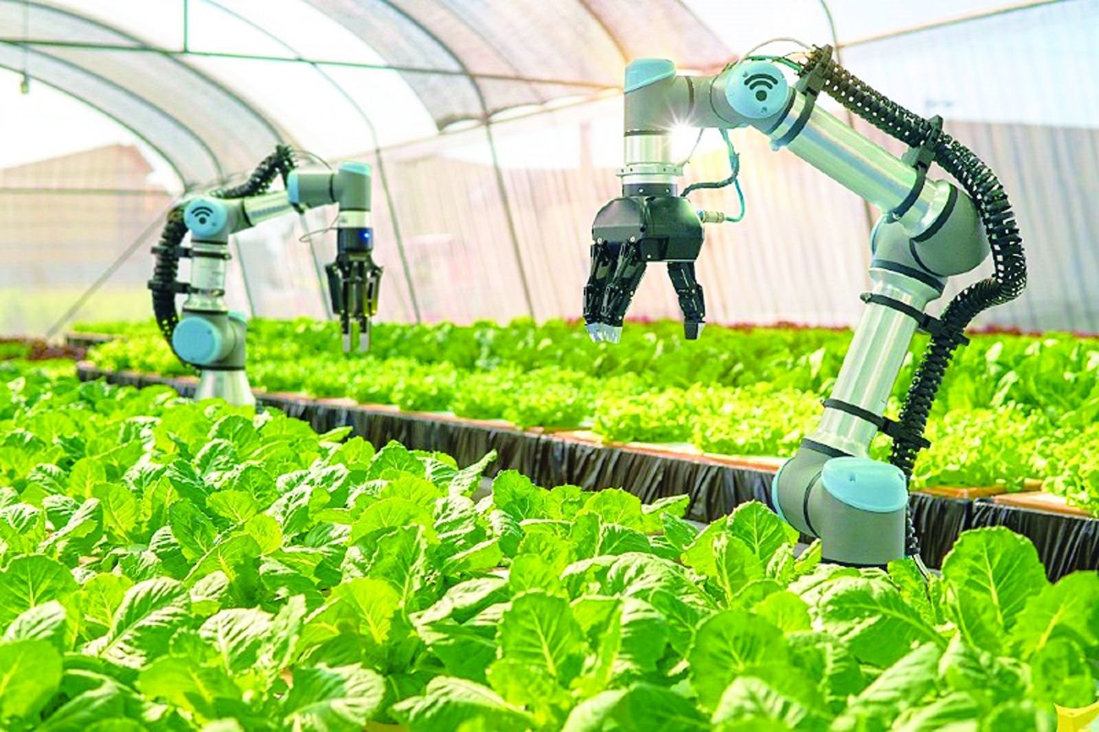 Đối với Việt Nam, việc ứng dụng AI vào nông nghiệp không chỉ là xu thế tất yếu mà còn là chìa khóa để xây dựng một nền nông nghiệp bền vững.