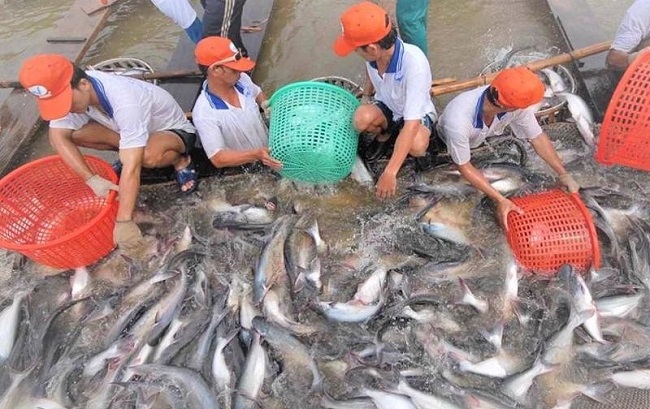 Xuất khẩu cá tra: Kỳ vọng phục hồi năm 2024. Ảnh: TL