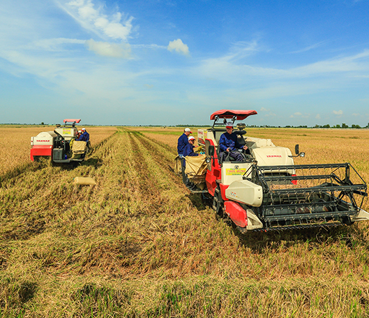 Cánh đồng sản xuất lúa gạo của Công ty CP nông nghiệp công nghệ cao Trung An. (Ảnh: trunganrice.com)
