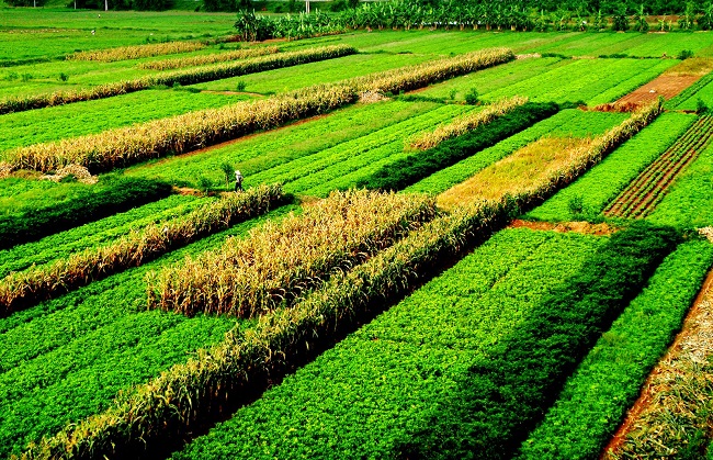 Cánh đồng hoa màu của bà con nông dân tỉnh Thái Bình