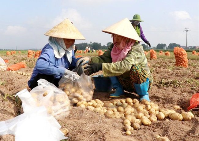 Bà con nông dân phấn khởi thu hoạch khoai tây được mùa. Ảnh minh họa
