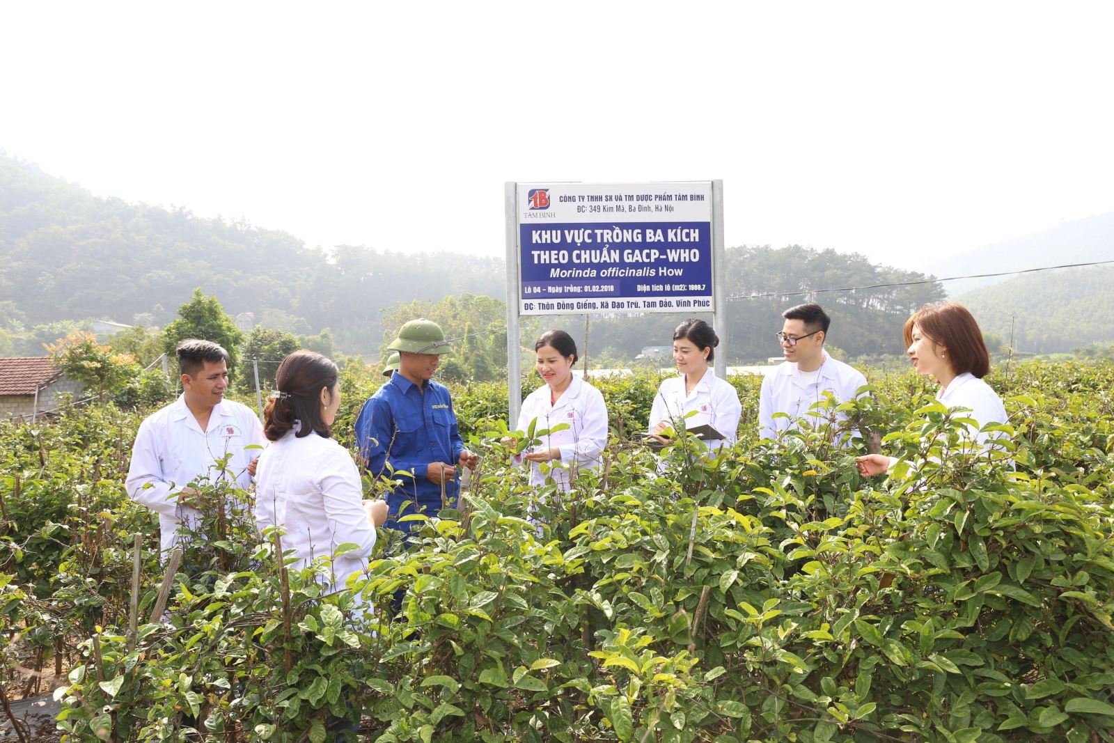 Vùng trồng dược liệu đạt chuẩn GACP-WHO của Dược phẩm Tâm Bình