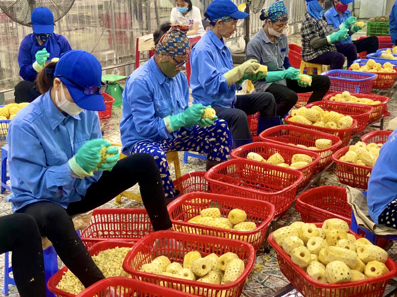 Một trong những điểm sáng nổi bật và mang tính định hướng của dự thảo là việc mở rộng đáng kể diện miễn thuế cho lĩnh vực nông nghiệp và thủy sản. 