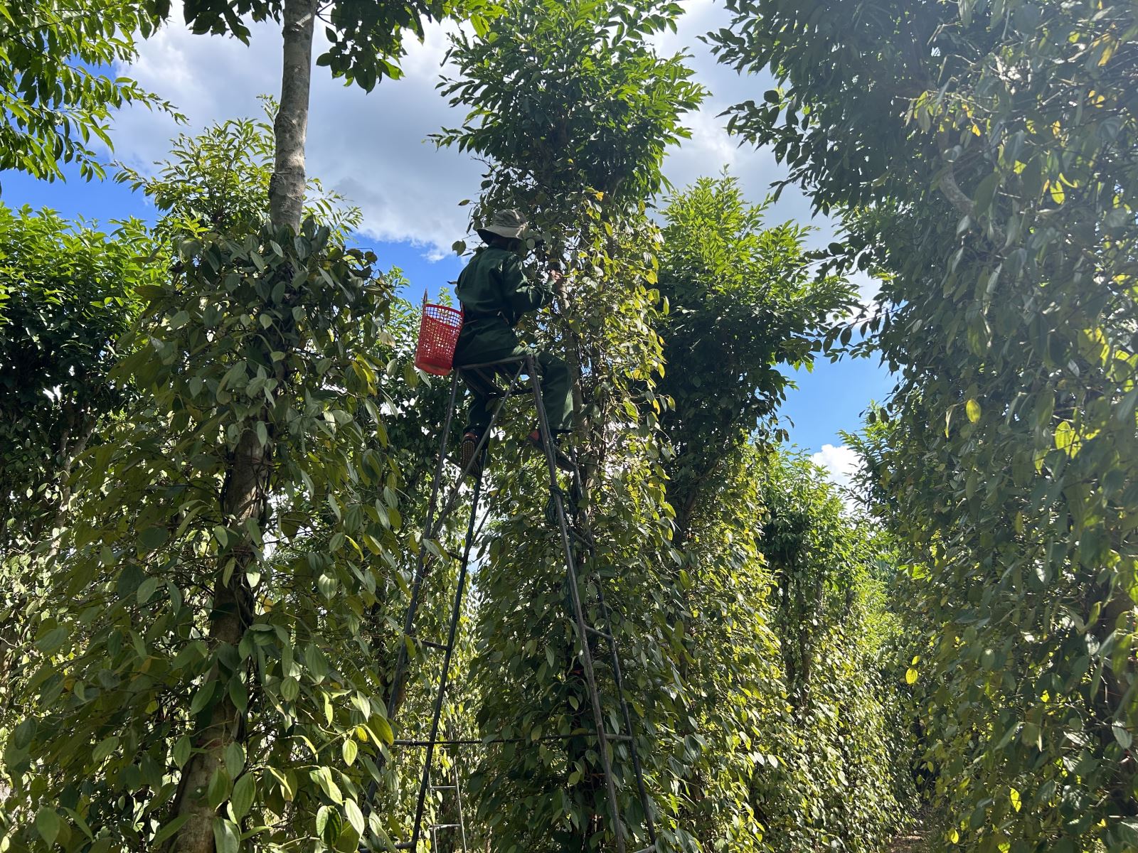 sản phẩm tham gia chương trình hội chợ thương mại.