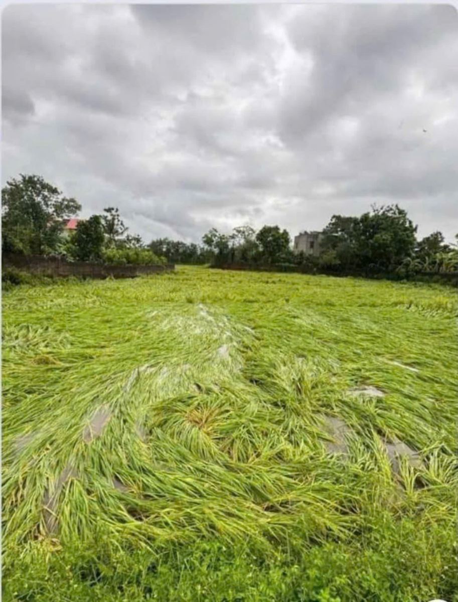 Bão số 3 đã làm 3.266 ha lúa và hoa màu tại Việt Yên bị đổ