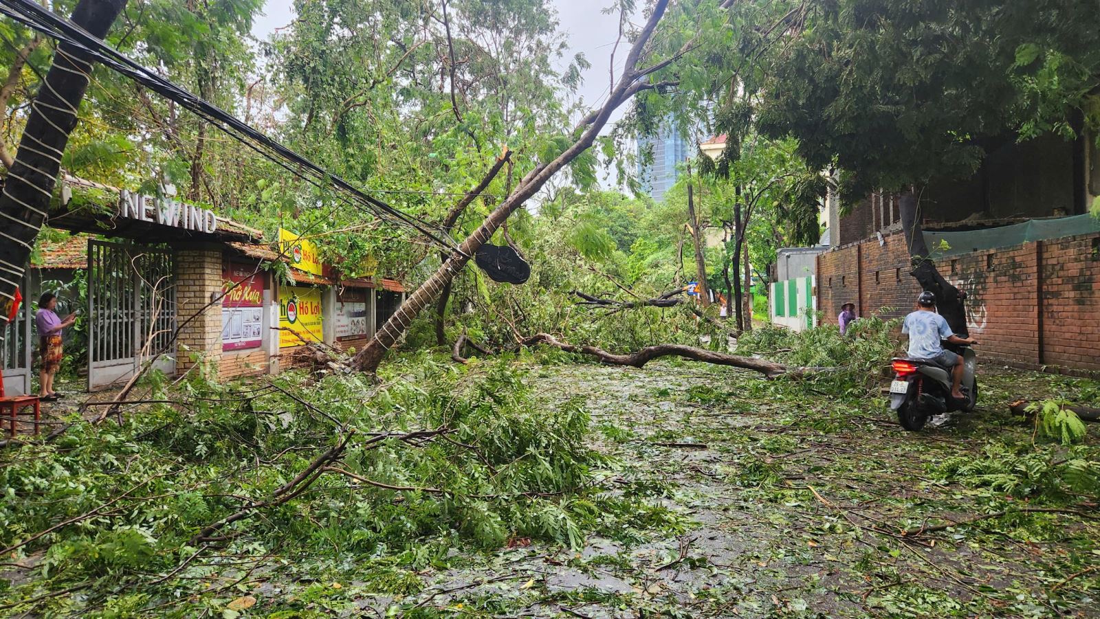 song đây cũng là lúc cần rút ra nhiều bài học trong việc bảo vệ cây xanh - tài sản quý giá của Thủ đô.