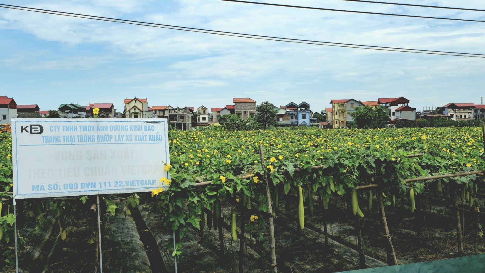 Tìm ra giống mướp phù hợp, trái to thẳng, khi già xơ dày và mịn giúp anh Tạ Quý Tôn bước đầu đạt được thành công.