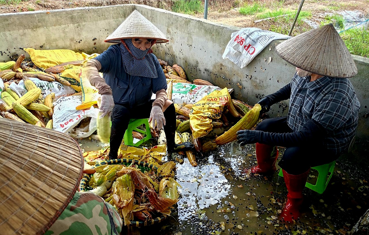 Khi quả mướp đạt yêu cầu sẽ được công nhân thực hiện các công đoạn để lấy xơ.