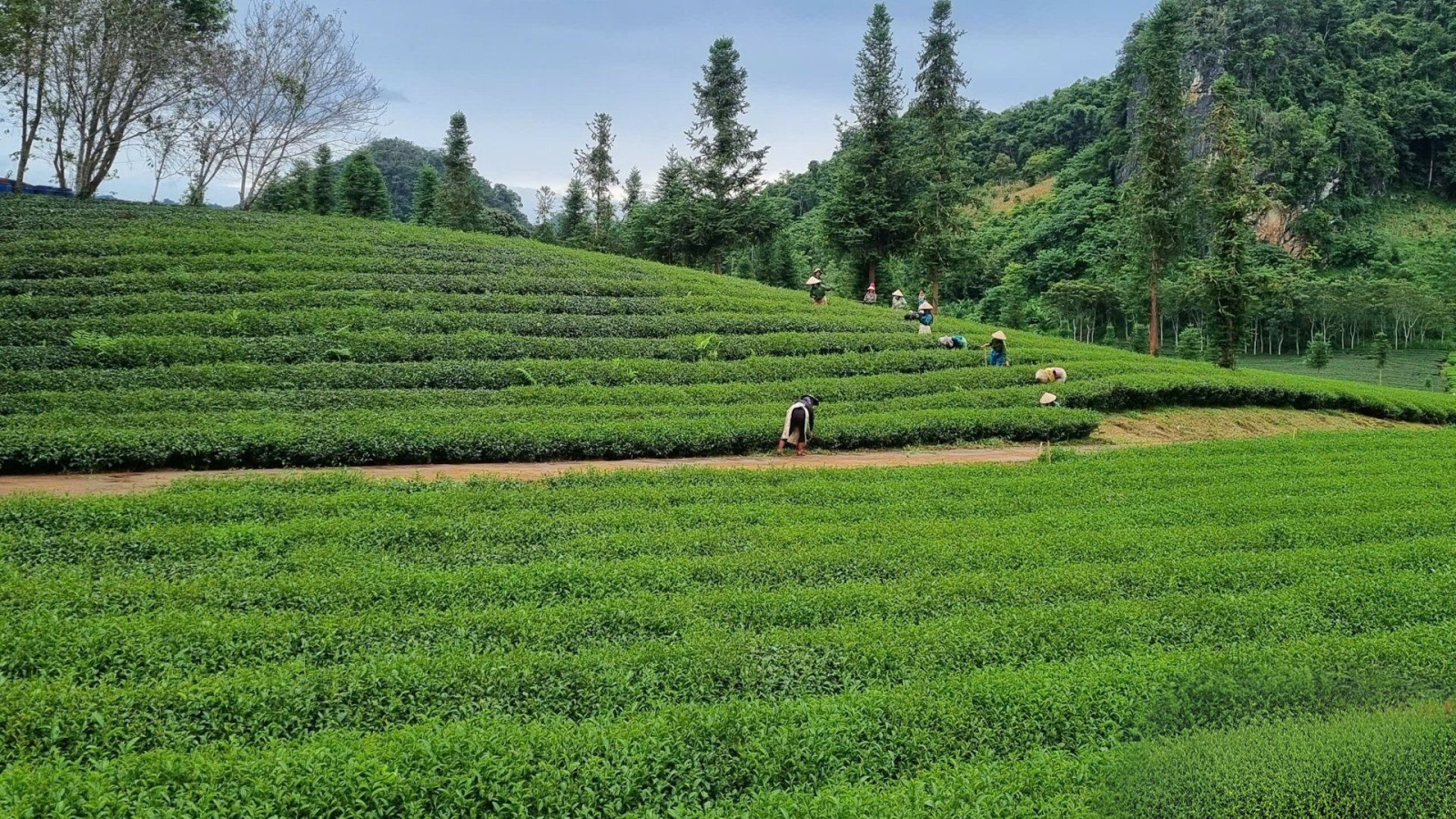 Phát triển mô hình nông lâm kết hợp gắn với du lịch nông nghiệp và bảo vệ môi trường sinh thái