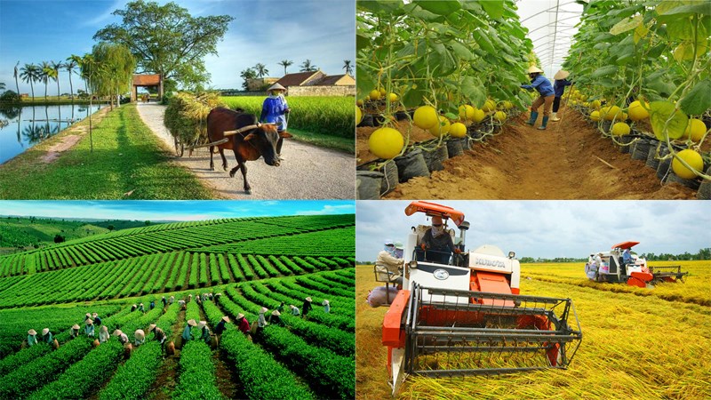 Hỗ trợ phát triển sản xuất nông nghiệp phải đảm bảo đúng đối tượng, đủ dinh dưỡng. Ảnh minh hoạ