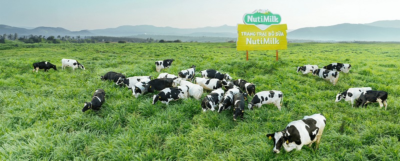 Một góc Trang trại bò sữa NutiMilk tại Mang Yang.