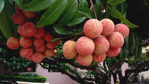Vải thiều Bắc Giang đã trở thành thương hiệu gắn với tỉnh.