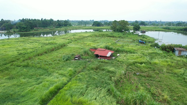 Thực trạng cánh đồng Vườn Giữa được phóng viên ghi nhận vào đầu tháng 9/2023.