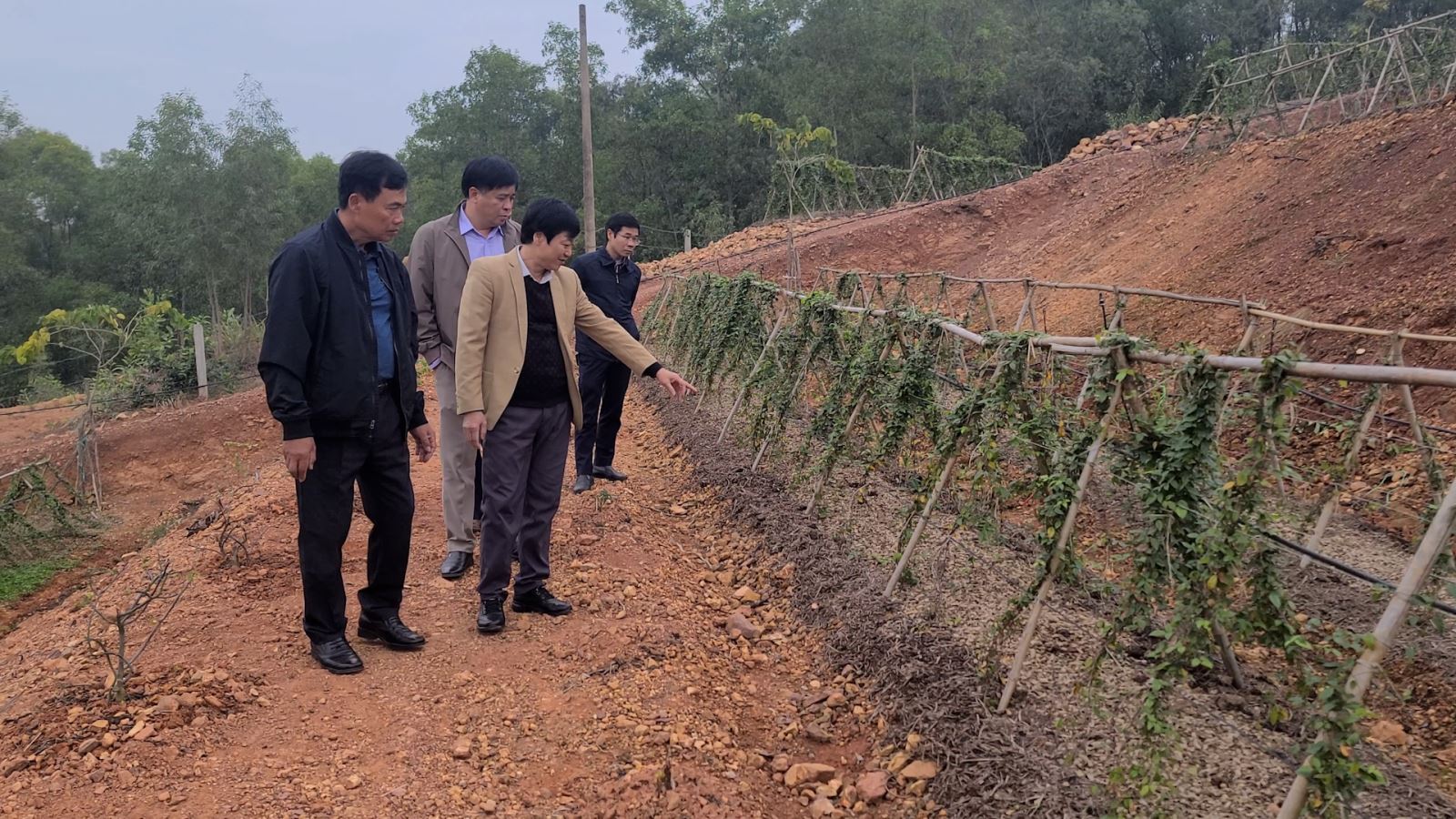 Sâm nam núi Dành đã và đang được HTX Đức Hạnh nuôi trồng và phát triển ngay dưới chân núi Dành, xã Liên Chung, huyện Tân Yên, tỉnh Bắc Giang.