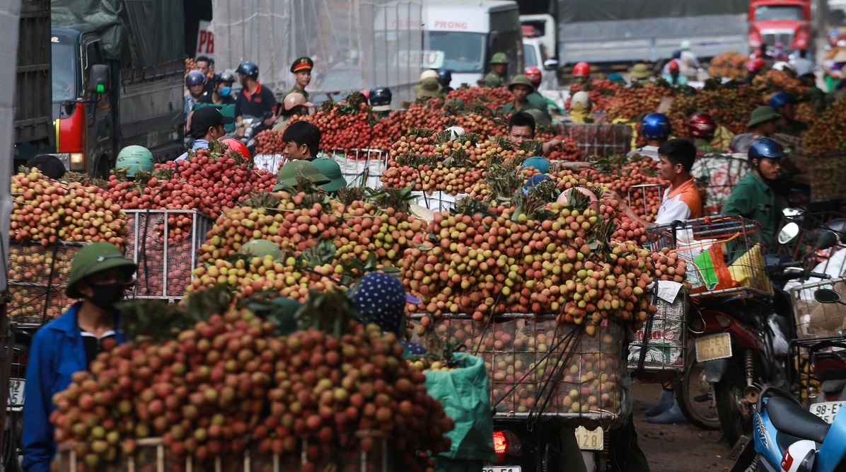 Bắc Giang sẽ tạo mọi điều kiện cho các doanh nghiệp, thương nhân trong và ngoài nước đến thu mua vải thiều (ảnh tư liệu).