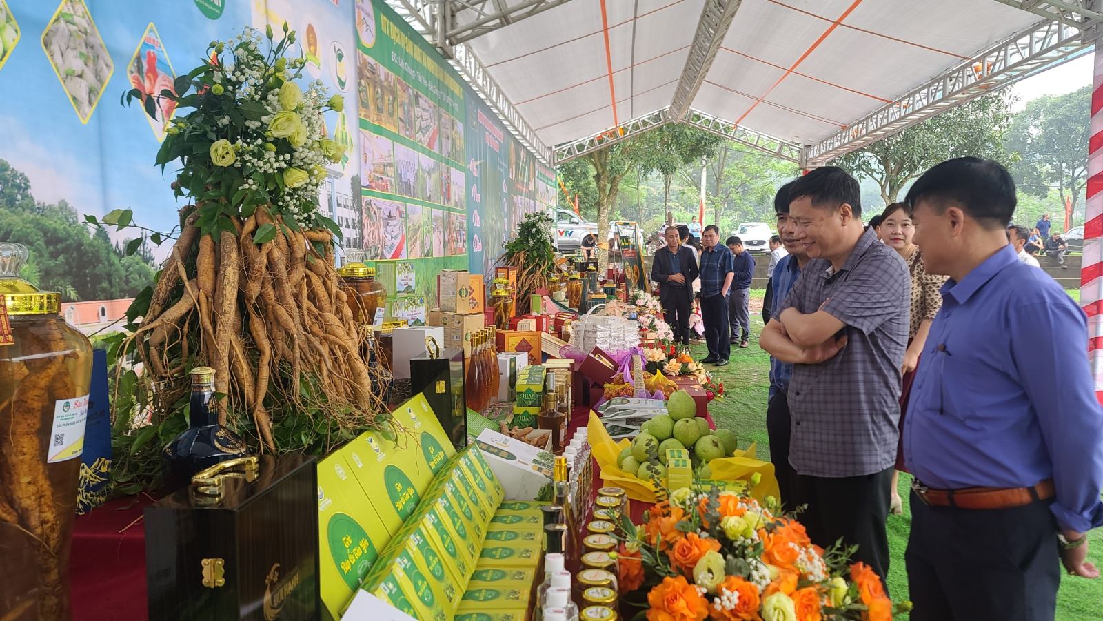 Sâm nam núi Dành đến nay đã và đang được người dân, doanh nghiệp bảo tồn và phát triển.