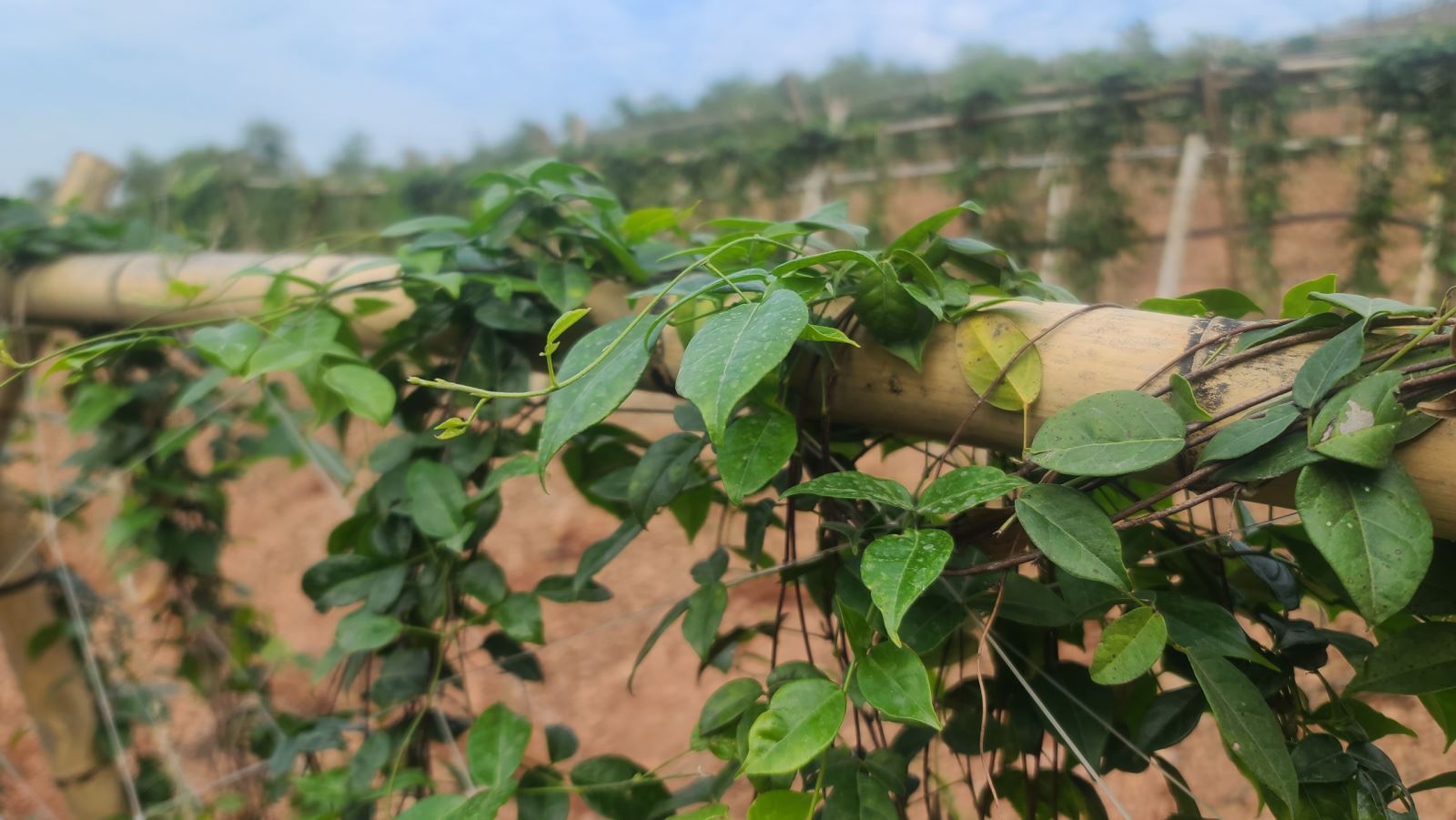 Sâm nam núi Dành tưởng chừng đã bị thất lạc nhưng may mắn lại được phát hiện và bảo tồn, phát triển.