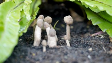 185114305 190098429641889 127628450036911577 N