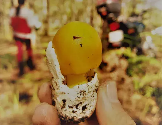 Nấm rừng thông, ăn ngon đến quên cả no