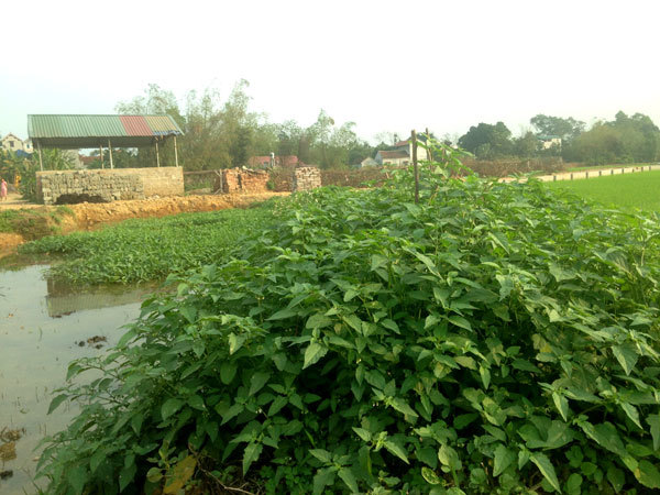 Chuyện lạ Thủ đô, rau dại mọc hoang dân đem về trồng thay lúa Rau tầm bọp mọc dại ở ngoài tự nhiên được mang về nhà trồng trong vườn.