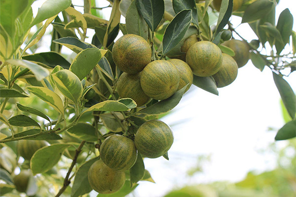 Cây tắc 'áo sọc đổi màu' siêu lạ xôn xao miền Tây,