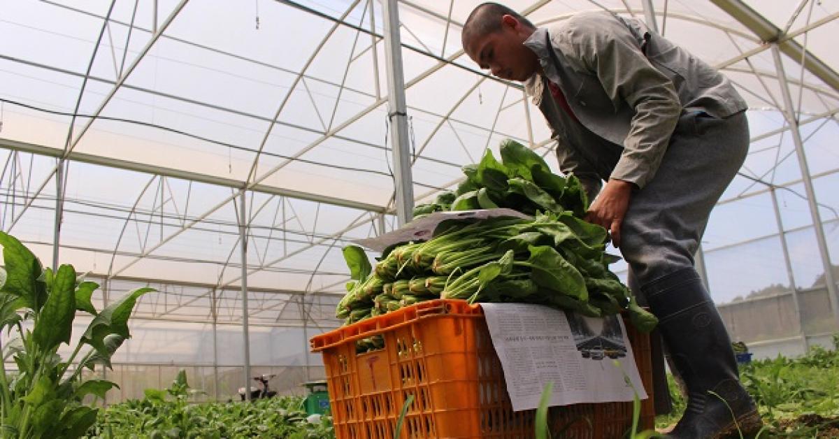 da lat: chi sau vai tran mua, gia rau xanh da tang gap doi hinh anh 1