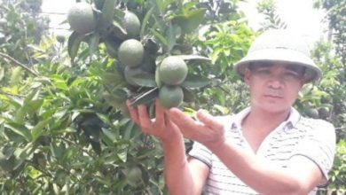 chieu cang luoi bat ve giup vuon cam, buoi qua sai muon gay canh hinh anh 4