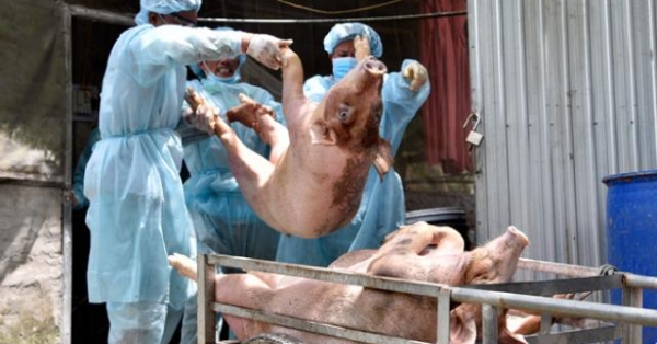 gia heo hoi hom nay: dbscl tang dot bien roi troi sut that thuong hinh anh 1