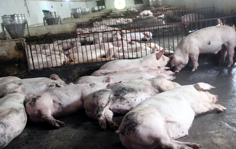 Cơn đại dịch quét bay 3.600 tỷ, chục vạn dân khổ sở