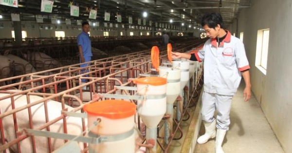 gia heo hoi hom nay 29/6: co noi duoi 30.000 dong/kg? hinh anh 1