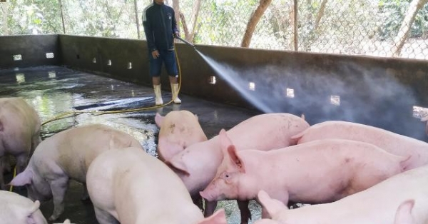 gia heo hoi hom nay 25/7: se cham moc 45.000 dong/kg trong thang 8? hinh anh 1