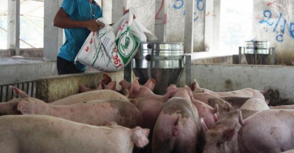 gia heo hoi tang bo truong canh bao khan hiem, tich tru ngay keo het hinh anh 2