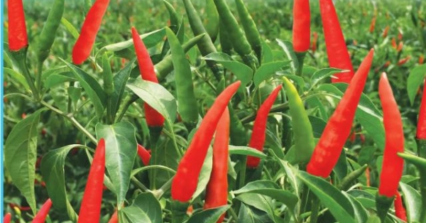 hau giang: gia ot chi thien tang vot, 70 ngan/ky, bo tui 4 trieu/ngay hinh anh 1